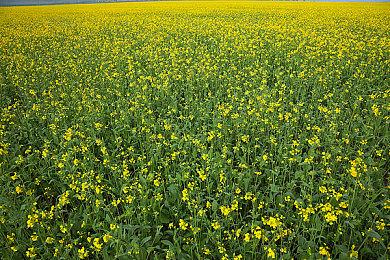 得加钱！《如龙8》“新游戏+”模式仅通过DLC提供